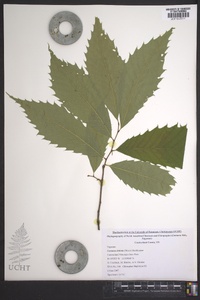 Castanea dentata image