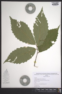 Castanea dentata image