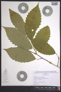 Castanea dentata image