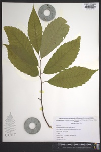 Castanea dentata image