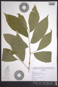 Castanea dentata image