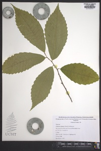 Castanea dentata image