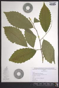 Castanea dentata image