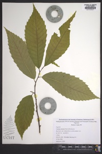 Castanea dentata image