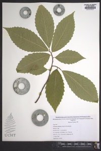 Castanea dentata image