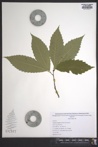 Castanea dentata image