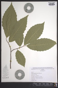 Castanea dentata image