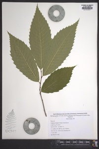 Castanea dentata image