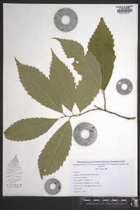 Castanea dentata image