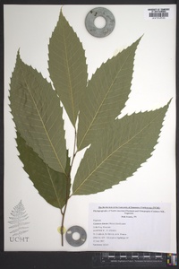 Castanea dentata image