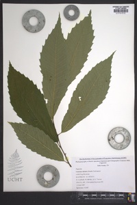 Castanea dentata image