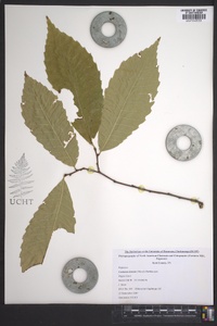 Castanea dentata image