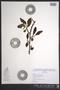 Castanea dentata image