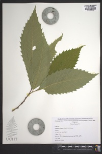 Castanea dentata image