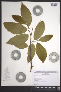 Castanea dentata image