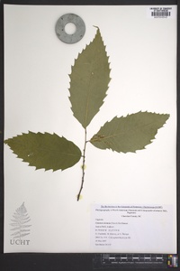 Castanea dentata image