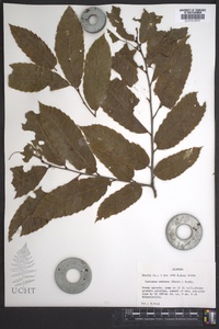 Castanea dentata image