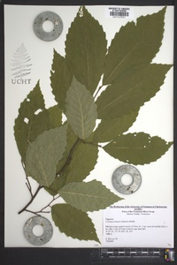 Castanea dentata image