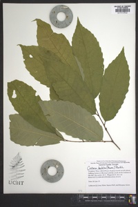 Castanea dentata image