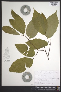 Castanea dentata image