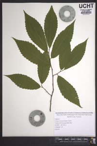 Castanea dentata image