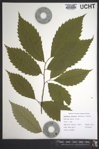 Castanea dentata image