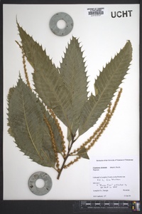 Castanea dentata image