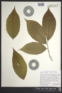 Castanea dentata image