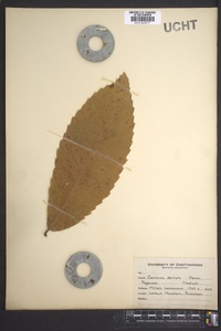 Castanea dentata image