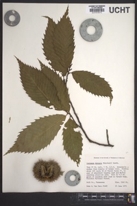 Castanea dentata image