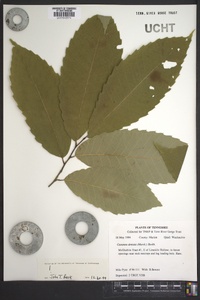 Castanea dentata image