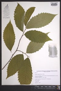 Castanea dentata image