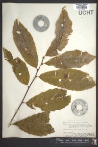 Castanea dentata image