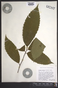 Castanea dentata image