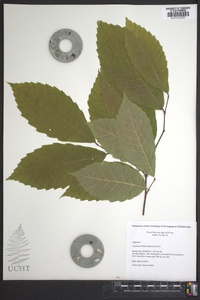 Castanea dentata image