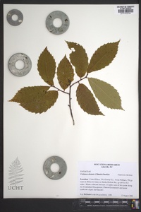 Castanea dentata image