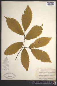 Castanea dentata image