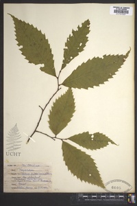 Castanea dentata image