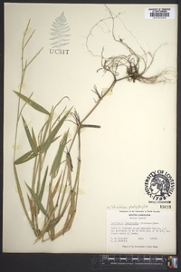 Urochloa platyphylla image