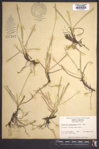 Eremochloa ophiuroides image