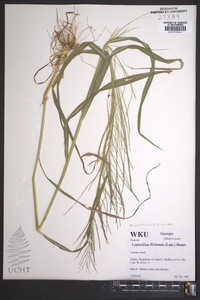 Leptochloa panicea image