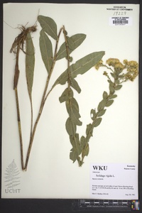 Solidago rigida image