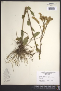 Solidago verna image