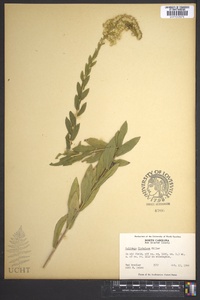 Solidago fistulosa image