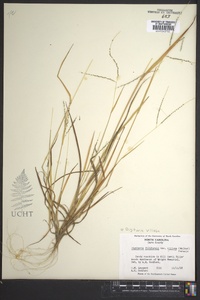 Digitaria villosa image