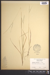 Digitaria filiformis image