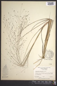 Eragrostis elliottii image