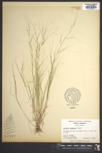 Aristida oligantha image