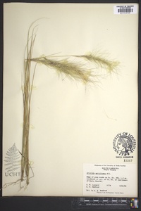 Aristida spiciformis image