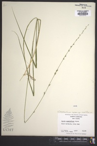 Chasmanthium laxum subsp. sessiliflorum image